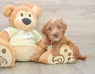 5 week old Mini Irish Doodle Puppy For Sale - Pilesgrove Pups