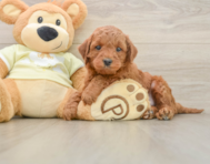 5 week old Mini Irish Doodle Puppy For Sale - Pilesgrove Pups