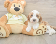 5 week old Mini Irish Doodle Puppy For Sale - Pilesgrove Pups