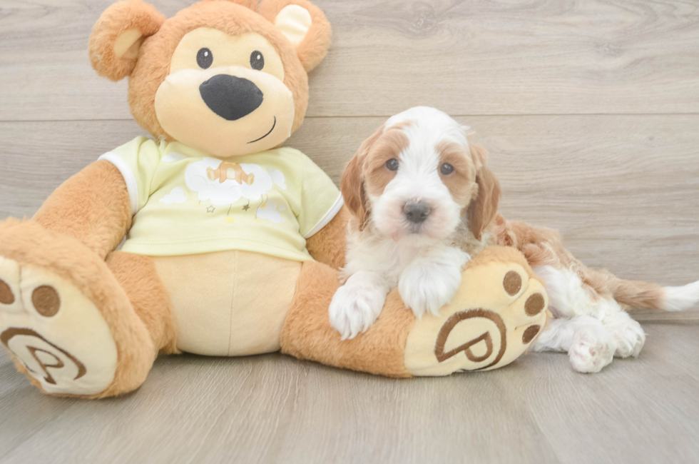 6 week old Mini Irish Doodle Puppy For Sale - Pilesgrove Pups