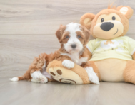 6 week old Mini Irish Doodle Puppy For Sale - Pilesgrove Pups