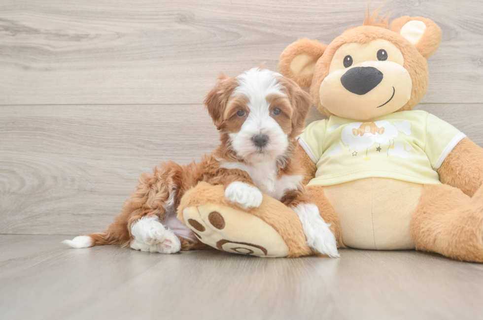 6 week old Mini Irish Doodle Puppy For Sale - Pilesgrove Pups