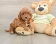 5 week old Mini Irish Doodle Puppy For Sale - Pilesgrove Pups