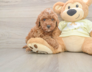 6 week old Mini Irish Doodle Puppy For Sale - Pilesgrove Pups