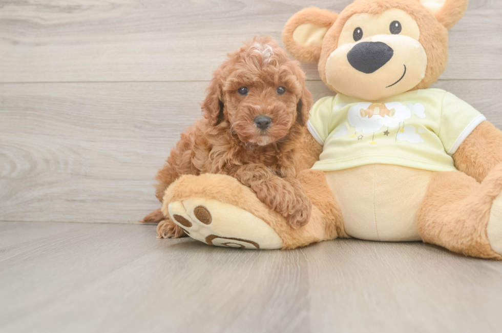 6 week old Mini Irish Doodle Puppy For Sale - Pilesgrove Pups