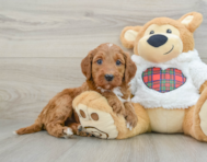 5 week old Mini Irish Doodle Puppy For Sale - Pilesgrove Pups