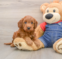 5 week old Mini Irish Doodle Puppy For Sale - Pilesgrove Pups