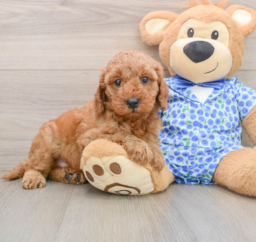 7 week old Mini Irish Doodle Puppy For Sale - Pilesgrove Pups