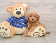 6 week old Mini Irish Doodle Puppy For Sale - Pilesgrove Pups