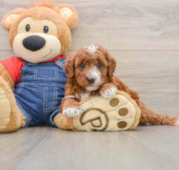 5 week old Mini Irish Doodle Puppy For Sale - Pilesgrove Pups