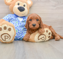 7 week old Mini Irish Doodle Puppy For Sale - Pilesgrove Pups