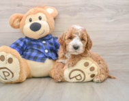 6 week old Mini Irish Doodle Puppy For Sale - Pilesgrove Pups