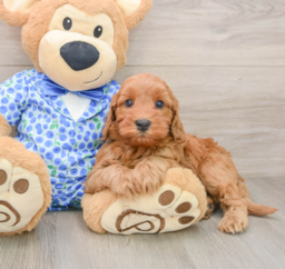 7 week old Mini Irish Doodle Puppy For Sale - Pilesgrove Pups