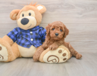 6 week old Mini Irish Doodle Puppy For Sale - Pilesgrove Pups