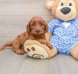 7 week old Mini Irish Doodle Puppy For Sale - Pilesgrove Pups
