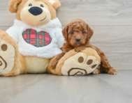 5 week old Mini Irish Doodle Puppy For Sale - Pilesgrove Pups