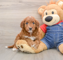 5 week old Mini Irish Doodle Puppy For Sale - Pilesgrove Pups