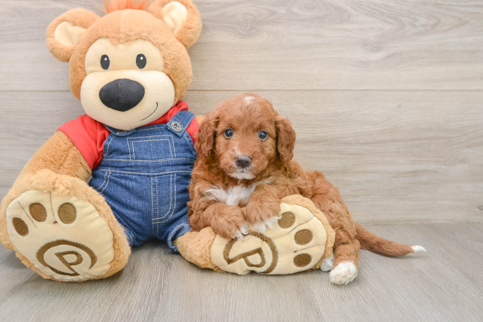 Mini Irish Doodle Puppy for Adoption