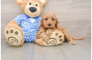 Best Mini Irish Doodle Baby