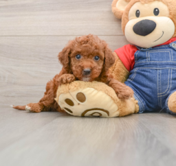 6 week old Mini Irish Doodle Puppy For Sale - Pilesgrove Pups