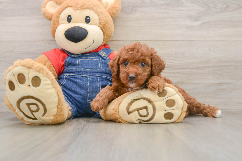 Cute Mini Irish Doodle Baby
