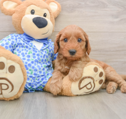 8 week old Mini Irish Doodle Puppy For Sale - Pilesgrove Pups