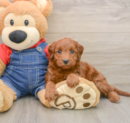 7 week old Mini Irish Doodle Puppy For Sale - Pilesgrove Pups