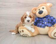 6 week old Mini Irish Doodle Puppy For Sale - Pilesgrove Pups