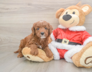 5 week old Mini Irish Doodle Puppy For Sale - Pilesgrove Pups