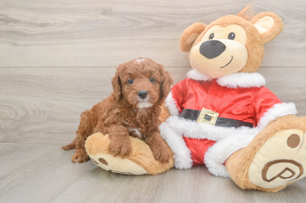 6 week old Mini Irish Doodle Puppy For Sale - Pilesgrove Pups