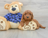 7 week old Mini Irish Doodle Puppy For Sale - Pilesgrove Pups