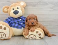 7 week old Mini Irish Doodle Puppy For Sale - Pilesgrove Pups