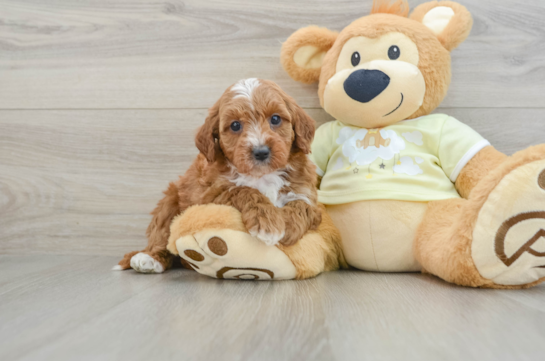 Sweet Mini Irish Doodle Baby