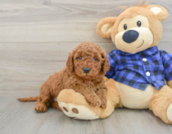 7 week old Mini Irish Doodle Puppy For Sale - Pilesgrove Pups