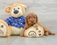 7 week old Mini Irish Doodle Puppy For Sale - Pilesgrove Pups