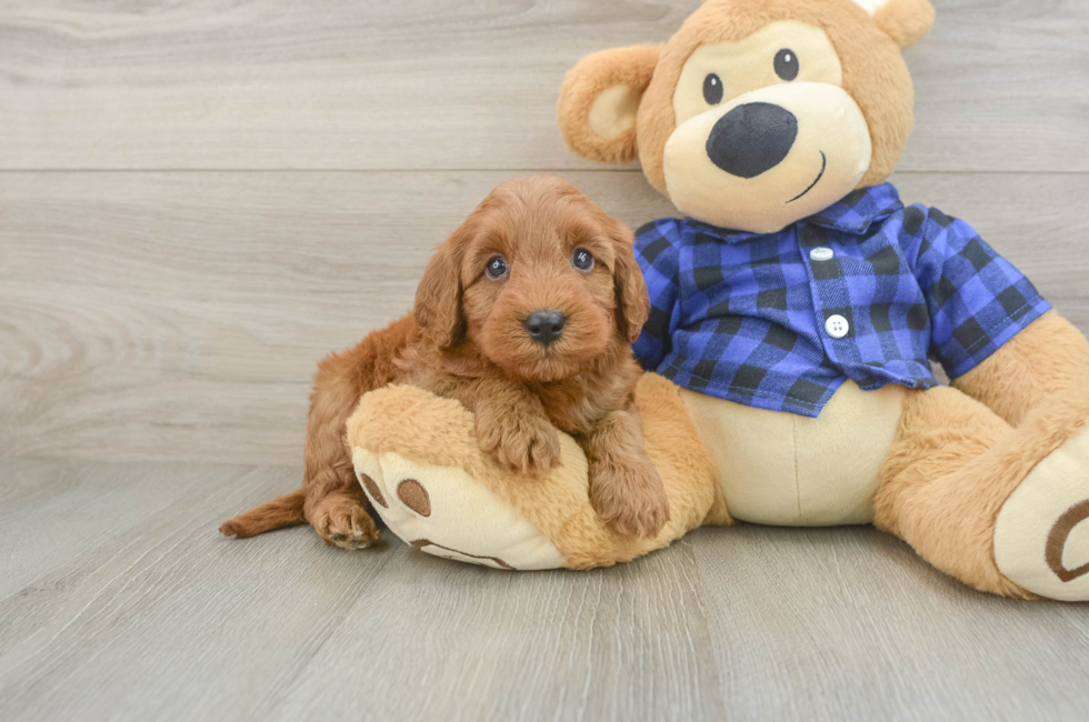 5 week old Mini Irish Doodle Puppy For Sale - Pilesgrove Pups