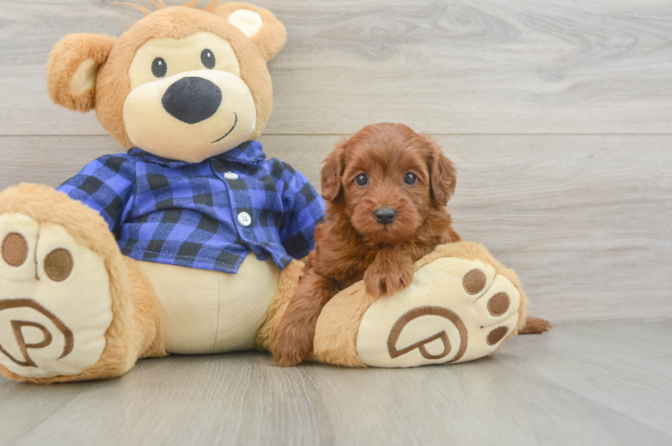 5 week old Mini Irish Doodle Puppy For Sale - Pilesgrove Pups