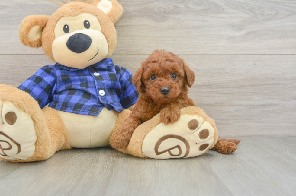 5 week old Mini Irish Doodle Puppy For Sale - Pilesgrove Pups