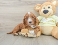 5 week old Mini Irish Doodle Puppy For Sale - Pilesgrove Pups