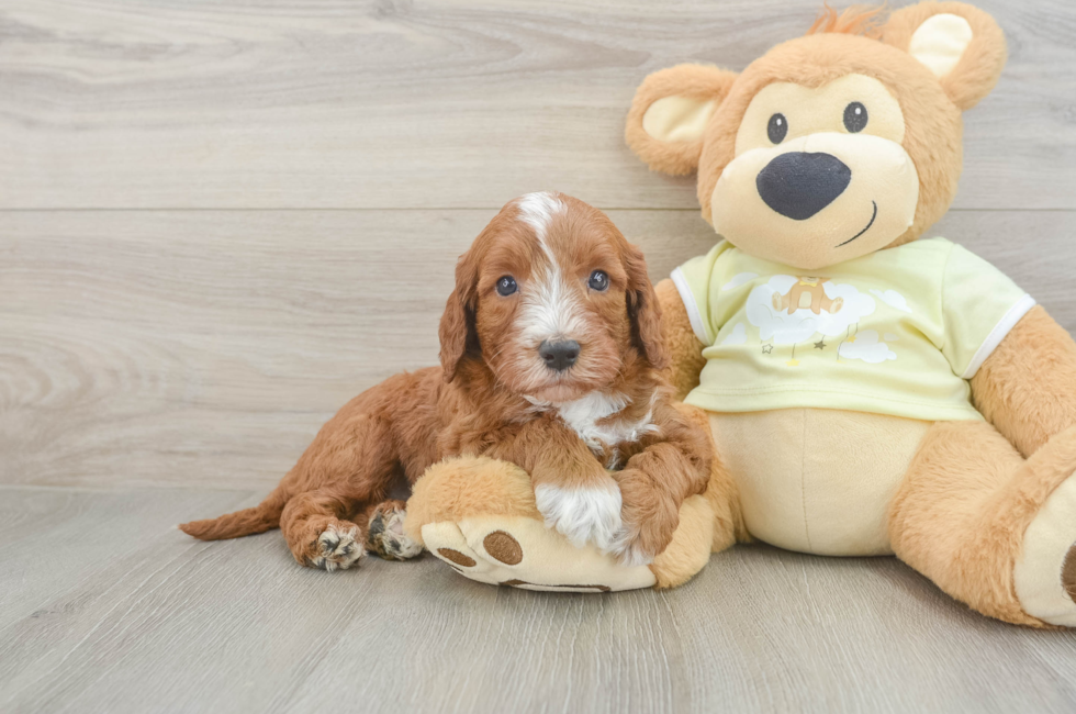 5 week old Mini Irish Doodle Puppy For Sale - Pilesgrove Pups