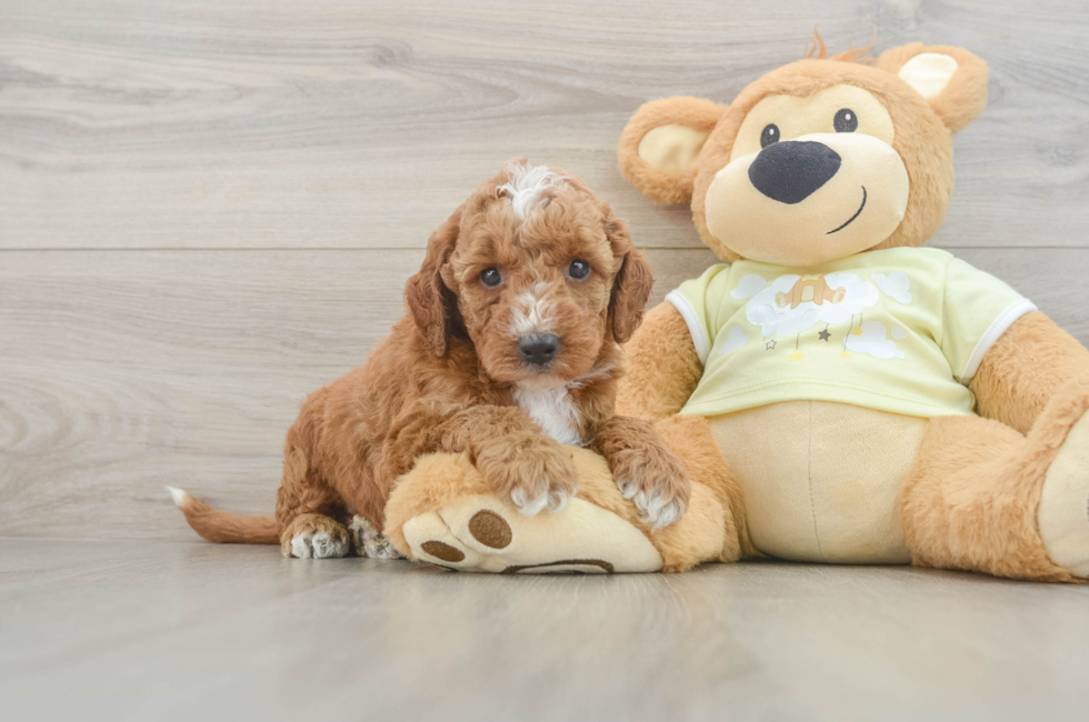 5 week old Mini Irish Doodle Puppy For Sale - Pilesgrove Pups