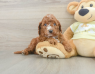 5 week old Mini Irish Doodle Puppy For Sale - Pilesgrove Pups