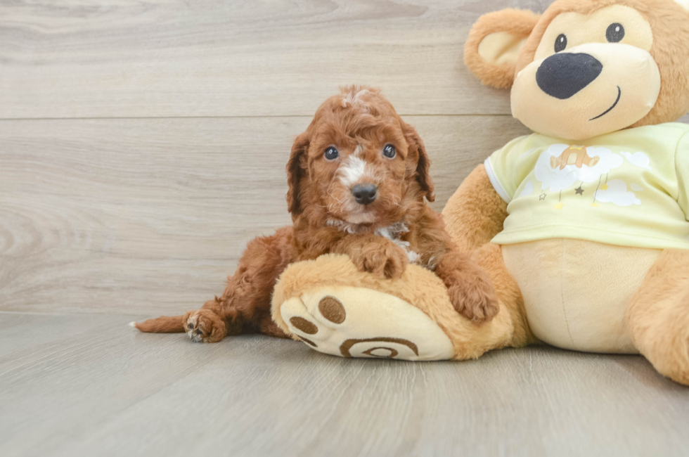 5 week old Mini Irish Doodle Puppy For Sale - Pilesgrove Pups