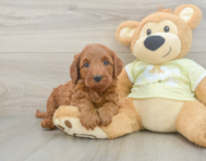 5 week old Mini Irish Doodle Puppy For Sale - Pilesgrove Pups