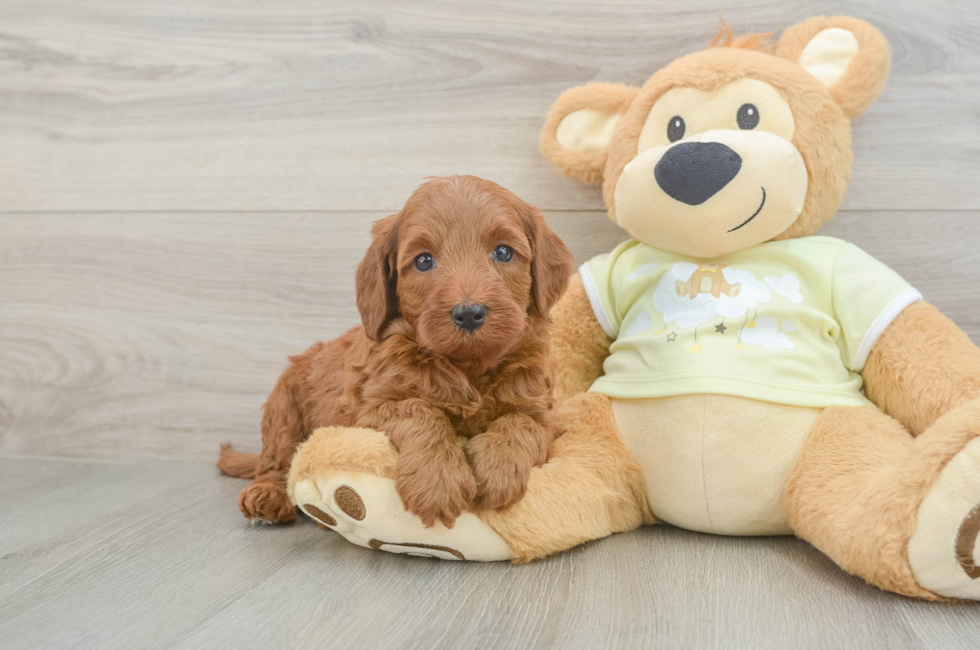 5 week old Mini Irish Doodle Puppy For Sale - Pilesgrove Pups