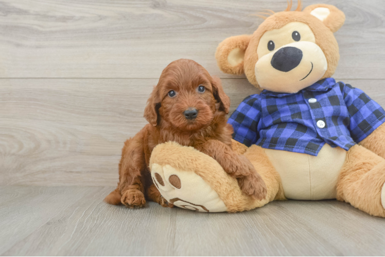 Mini Irish Doodle Pup Being Cute