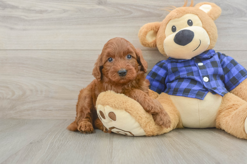 5 week old Mini Irish Doodle Puppy For Sale - Pilesgrove Pups