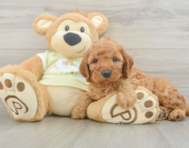 6 week old Mini Irish Doodle Puppy For Sale - Pilesgrove Pups