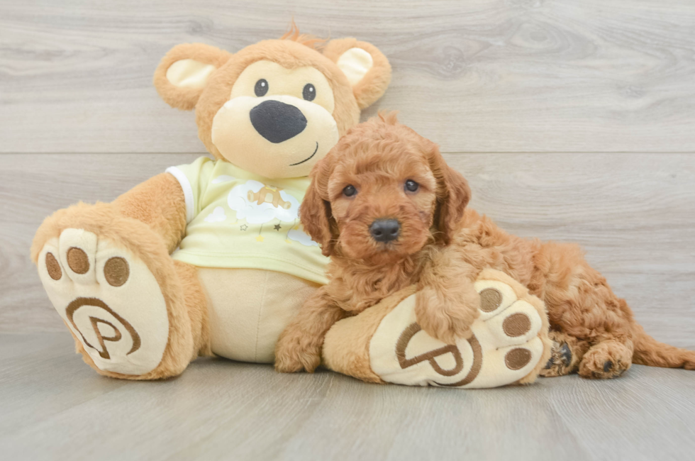 5 week old Mini Irish Doodle Puppy For Sale - Pilesgrove Pups