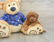 7 week old Mini Irish Doodle Puppy For Sale - Pilesgrove Pups